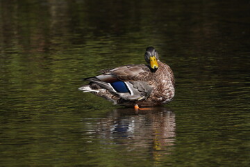 Mallard Duck