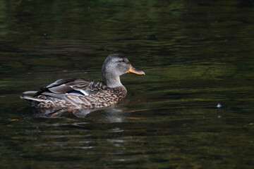 Mallard Duck