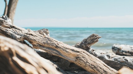 Driftwood on Beach with Ocean Background