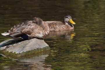 Mallard Duck