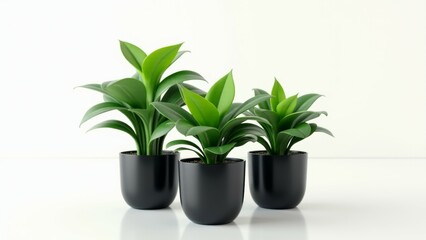 Three potted plants are arranged in a row on a white table