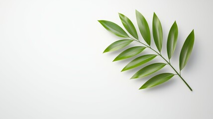 Fototapeta premium A leaf is on a white background