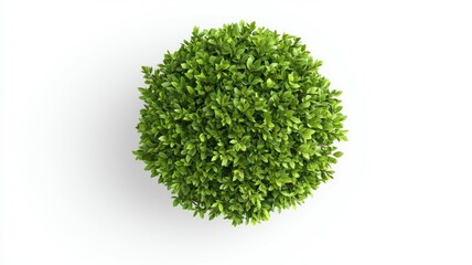 Fototapeta premium A small green bush with leaves is in the center of the image