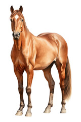 Obraz premium PNG Horse stallion mammal animal.