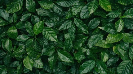 Lush Green Leaves with Water Droplets   Nature Background Texture