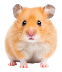 PNG Hamster mammal rodent animal.