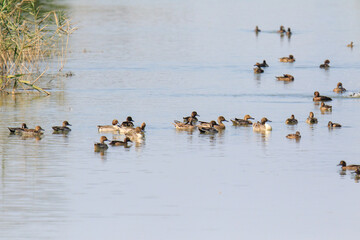 A Flock of Wigeons Gather on the Water in Mai Po Natural Reserve of Hong Kong