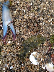 Crab Claw With Seaweed On Beach Close-Up