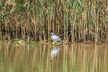 A Solitary Egret Amidst the Reeds