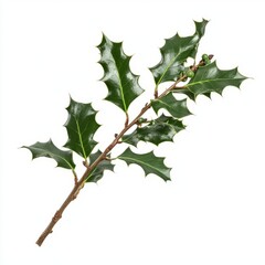 Fototapeta premium Sprig of European holly isolated on white background