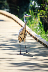 A Grey Heron Strolling on a Wooden Boardwalk