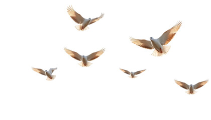 Obraz premium Flying white doves isolated on transparent background.