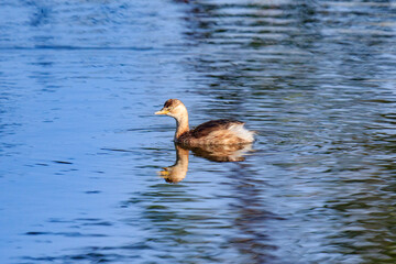 A Dabchick Gliding on Calm Waters