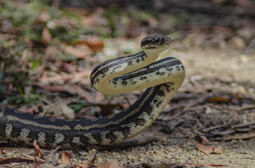 close up of a python in national park Australia Queensland Mapleton 