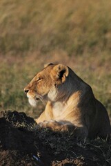 Closeup of the side head profile of a lioness laying on a dirt mound basking in the sunlight of the Serengeti National Park, Tanzania