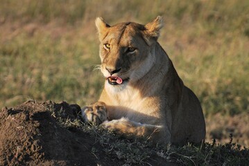 Closeup of a lioness licking lip and basking in the sunlight of the Serengeti National Park, Tanzania