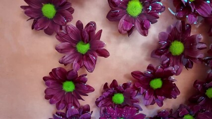 Deep red chrysanthemum flowers float on water. Crimson red chrysanthemum flowers swim on the liquid on a light orange background. Chrysanthemum flowers. Concept of cosmetics, wellness, spa and self