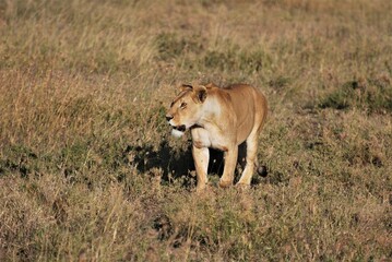 Closeup of a lioness walking within the grasslands and basking in the sunlight of the Serengeti National Park, Tanzania