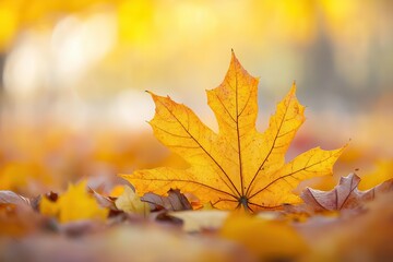 A vibrant autumn leaf lies on a carpet of foliage, capturing the warm hues of fall in a serene natural setting.
