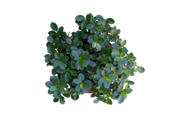 Top view of Ficus microcarpa, Green Island, Wax Fig, Panda Ficus or Dollar Ficus growing in pot isolated on white background included clipping path.