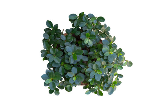 Top view of Ficus microcarpa, Green Island, Wax Fig, Panda Ficus or Dollar Ficus growing in pot isolated on white background included clipping path.
