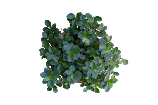 Top view of Ficus microcarpa, Green Island, Wax Fig, Panda Ficus or Dollar Ficus growing in pot isolated on white background included clipping path.