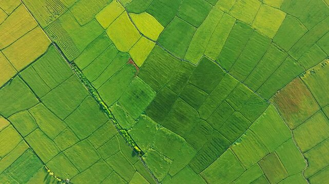 An Nhut, Vietnam. Rice fields in morning, view from above. 4k Aerial drone footage