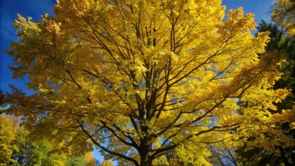 Fototapeta premium Vibrant tree with golden leaves in autumn forest, autumn, tree, golden, leaves, vibrant, forest, nature, season, foliage