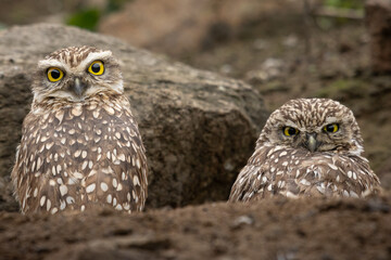 Two Burrowing Owls (Athene cunicularia) looking at the camera in a nest