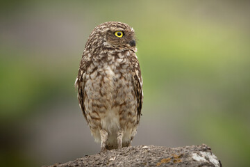 Closeup of a Burrowing Owl (Athene cunicularia) with a green background