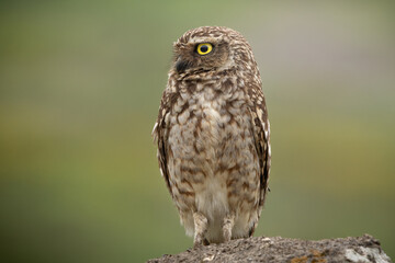 Closeup of a Burrowing Owl (Athene cunicularia) with a green background