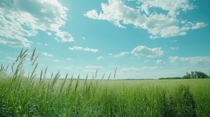 Obraz premium Peaceful Rural Field under a Clear Sky