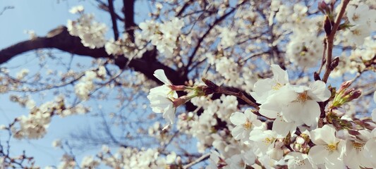 Fototapeta premium 桜