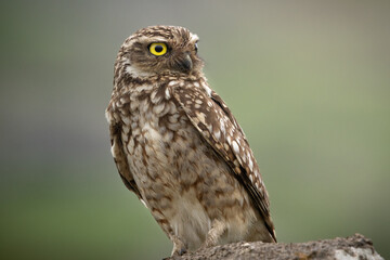 Closeup of a Burrowing Owl (Athene cunicularia) with a green background