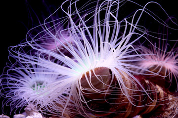 美しいイソギンチャク　珊瑚　