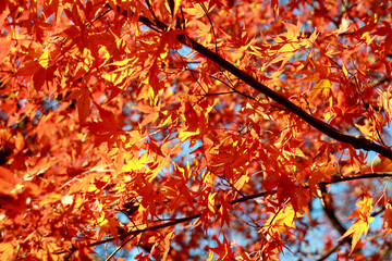 紅く色づく楓の葉