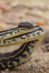 close up of a python in national park Australia Queensland Mapleton 