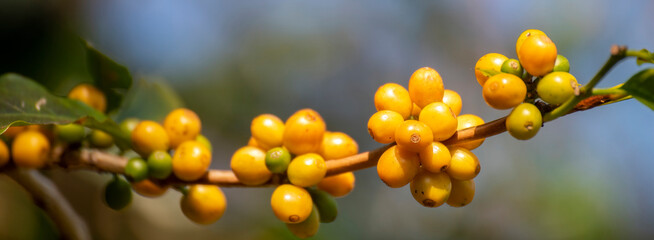 Banner Man Hands harvest Yellow Bourbon coffee bean ripe berries plant fresh seed coffee tree growth in green eco organic farm. Close up man hands harvest yellow bean robusta arabica with copy space