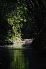 緑が広がる大出水の湧水