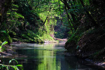 大出水の湧水の静かな森の風景