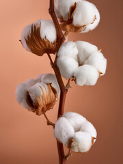 Cotton buds on colourful background