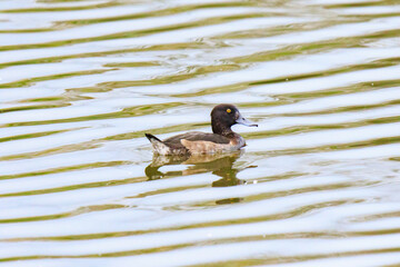 A Tufted Duck Navigating Calm Waters