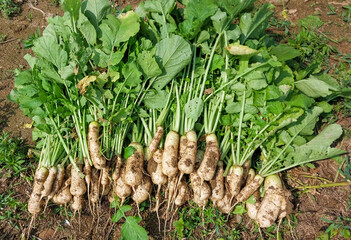 밭에서 갓 수확한 알타리무