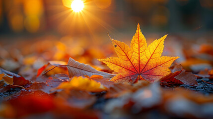 autumn leaves in the forest
