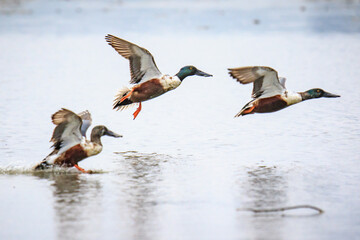 A Graceful Takeoff: Northern Shovelers Soaring Over the Water