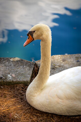 Fototapeta premium Graceful Swan by Tranquil Waters