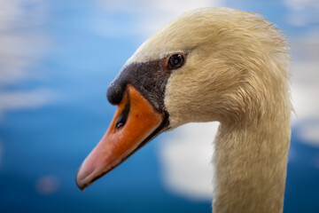 Graceful Swan by Tranquil Waters