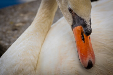 Graceful Swan by Tranquil Waters