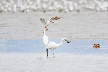 A Fierce Feeding Frenzy: Egrets and Seagulls Clash in a Tidal Battle