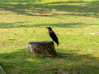 奈良公園の切り株に止まるカラス